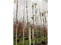 Tempelboom - vrucht- / fruitboom (2x) - afbeelding 2 van  3