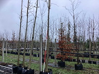 Tempelboom - vrucht- / fruitboom - afbeelding 1 van  3