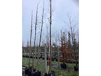 Tempelboom - vrucht- / fruitboom - afbeelding 2 van  3