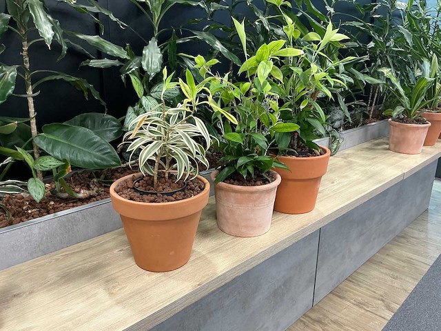 Terracotta planten met pot (3x) - afbeelding 1 van  3
