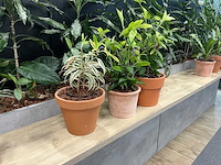 Terracotta planten met pot (3x) - afbeelding 1 van  3