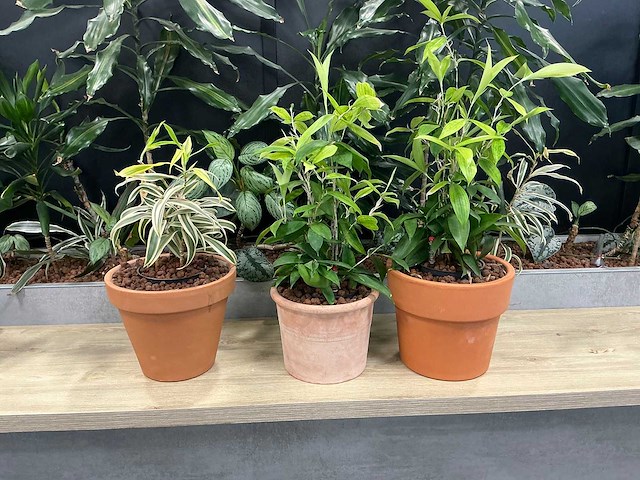 Terracotta planten met pot (3x) - afbeelding 2 van  3