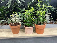 Terracotta planten met pot (3x) - afbeelding 2 van  3