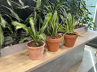 Terracotta planten met pot (3x) - afbeelding 1 van  3
