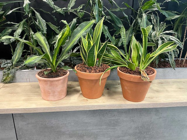 Terracotta planten met pot (3x) - afbeelding 2 van  3