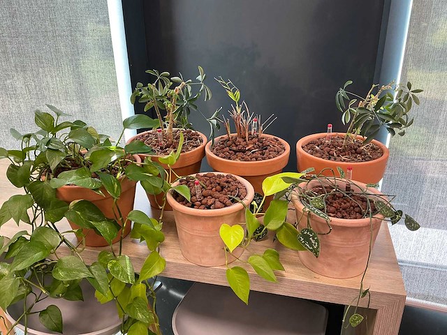 Terracotta planten met pot (6x) - afbeelding 1 van  3