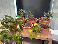 Terracotta planten met pot (6x) - afbeelding 1 van  3