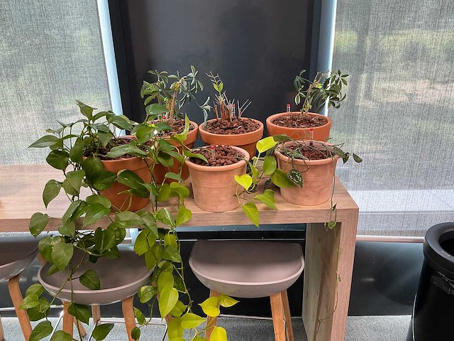 Terracotta planten met pot (6x) - afbeelding 2 van  3