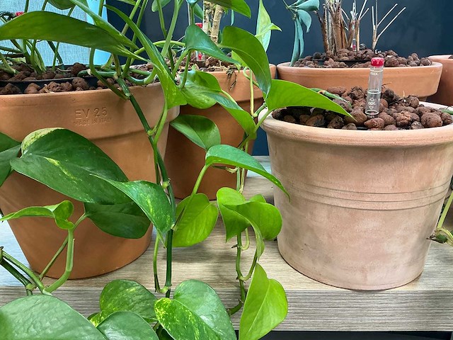 Terracotta planten met pot (6x) - afbeelding 3 van  3