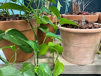 Terracotta planten met pot (6x) - afbeelding 3 van  3