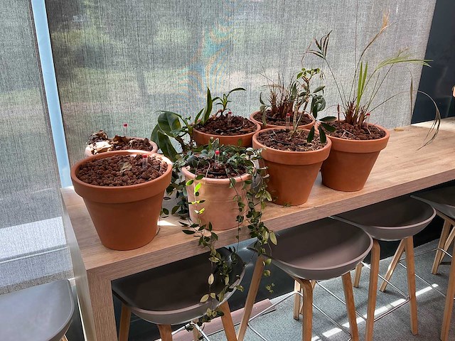 Terracotta planten met pot (7x) - afbeelding 1 van  3