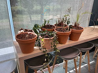 Terracotta planten met pot (7x) - afbeelding 1 van  3