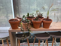 Terracotta planten met pot (7x) - afbeelding 2 van  3