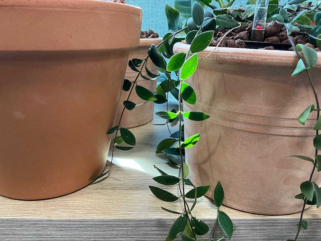 Terracotta planten met pot (7x) - afbeelding 3 van  3