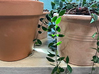Terracotta planten met pot (7x) - afbeelding 3 van  3