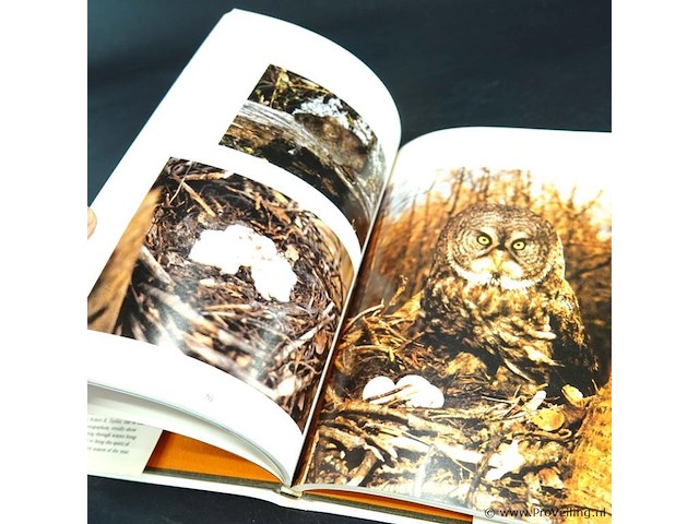 The great gray owl - afbeelding 5 van  5