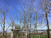 Tibetaanse sierkers - sierboom - afbeelding 1 van  2