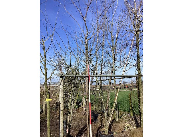 Tibetaanse sierkers - sierboom - afbeelding 2 van  2