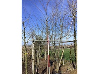 Tibetaanse sierkers - sierboom - afbeelding 2 van  2