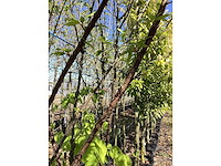 Tibetkers - multi-stemmed tree - afbeelding 1 van  1