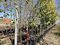 Tibetkers - multi-stemmed tree - afbeelding 1 van  3