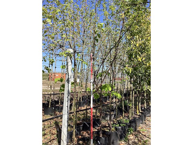 Tibetkers - multi-stemmed tree - afbeelding 2 van  3