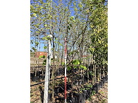 Tibetkers - multi-stemmed tree - afbeelding 2 van  3