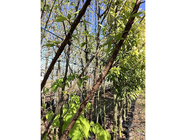 Tibetkers - multi-stemmed tree - afbeelding 3 van  3