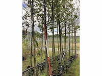 Tibetkers - parkboom - afbeelding 2 van  2