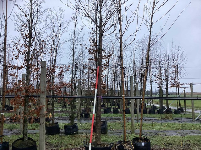 Tibetkers - sierboom - afbeelding 1 van  3