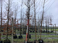 Tibetkers - sierboom