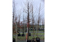 Tibetkers - sierboom - afbeelding 2 van  3