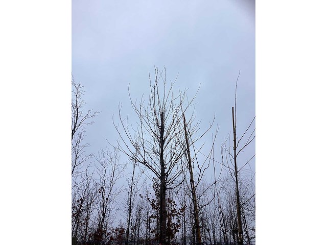 Tibetkers - sierboom - afbeelding 3 van  3