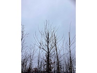 Tibetkers - sierboom - afbeelding 3 van  3