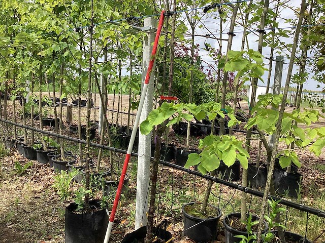 Tibetkers - vrucht- / fruitboom - afbeelding 1 van  3