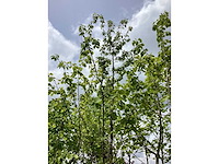 Tibetkers - vrucht- / fruitboom - afbeelding 2 van  3