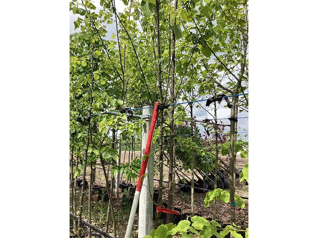Tibetkers - vrucht- / fruitboom - afbeelding 3 van  3