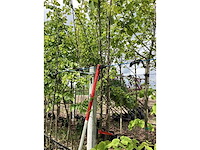 Tibetkers - vrucht- / fruitboom - afbeelding 3 van  3