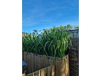 Tiny house 2022 incl. garage - afbeelding 9 van  21