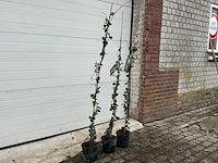 Toscaanse jasmijn - rhyncospermum jasminoides - hoogte ca. 130 cm (3x) - afbeelding 2 van  3