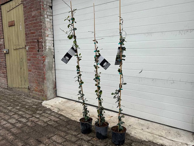 Toscaanse jasmijn - rhyncospermum jasminoides - hoogte ca. 130 cm (3x) - afbeelding 3 van  3