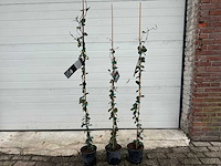 Toscaanse jasmijn - rhyncospermum jasminoides - hoogte ca. 130 cm (3x) - afbeelding 1 van  2