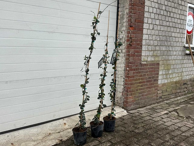 Toscaanse jasmijn - rhyncospermum jasminoides - hoogte ca. 130 cm (3x) - afbeelding 2 van  2