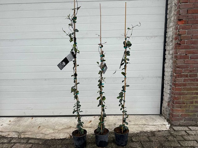 Toscaanse jasmijn - rhyncospermum jasminoides - hoogte ca. 130 cm (3x) - afbeelding 1 van  3