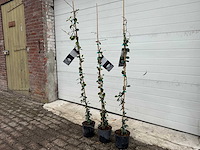 Toscaanse jasmijn - rhyncospermum jasminoides - hoogte ca. 130 cm (3x) - afbeelding 2 van  3