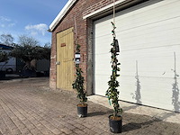 Toscaanse jasmijn xl - rhyncospermum jasminoides - hoogte ca. 170 cm (2x) - afbeelding 2 van  5