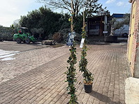 Toscaanse jasmijn xl - rhyncospermum jasminoides - hoogte ca. 170 cm (2x) - afbeelding 3 van  3