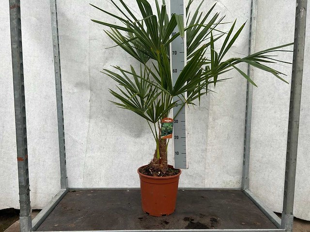 Trachycarpus fortunei (stam 20/30cm)(40x) - afbeelding 1 van  3