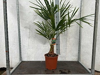 Trachycarpus fortunei (stam 20/30cm)(40x) - afbeelding 1 van  3