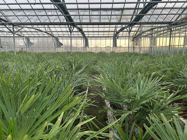 Trachycarpus fortunei (stam 20/30cm)(40x) - afbeelding 2 van  3